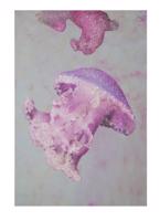 Vászon kép, medúzák, 80x120 cm - MEDUSES - Butopêa